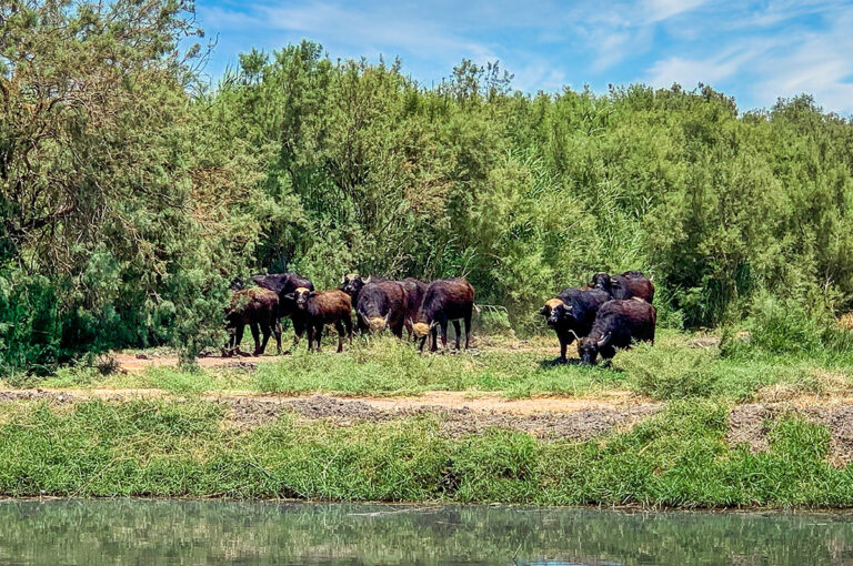 Azraq Wetland Reserve 01s