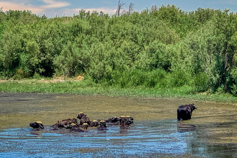 Azraq Wetland Reserve 02s