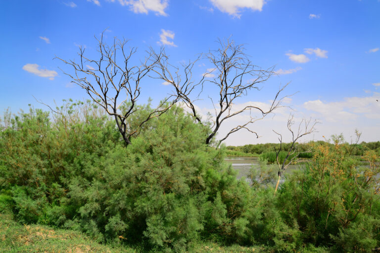 Azraq Wetland Reserve 03s