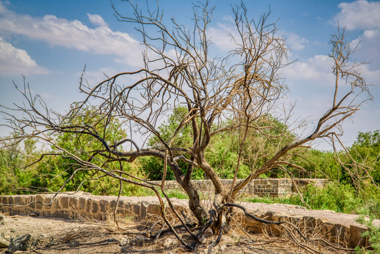 Azraq Wetland Reserve 08s