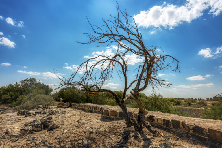 Umayyad Wall