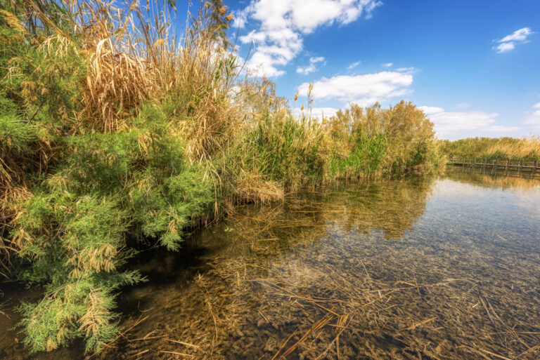 Marsh Trail