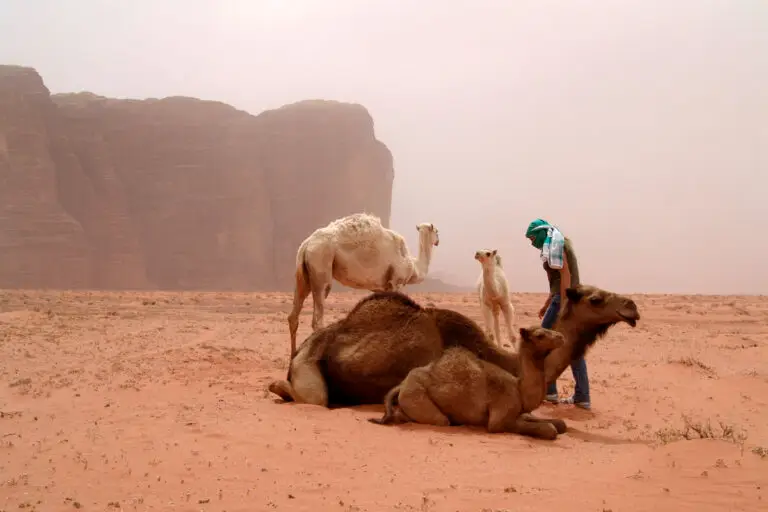 Sandstorm in Wadi Rum