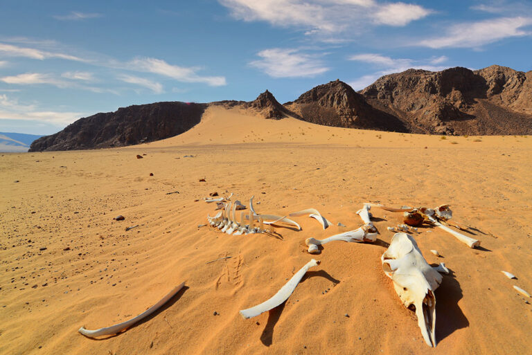 Wadi Rum-07