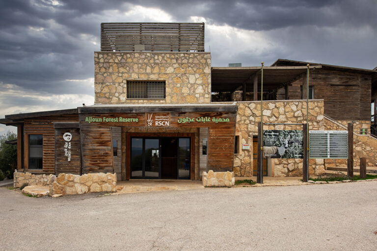 Where the Forest Unfolds: 360° Views at Ajloun Reserve Reception