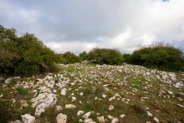Roe Deer Trail