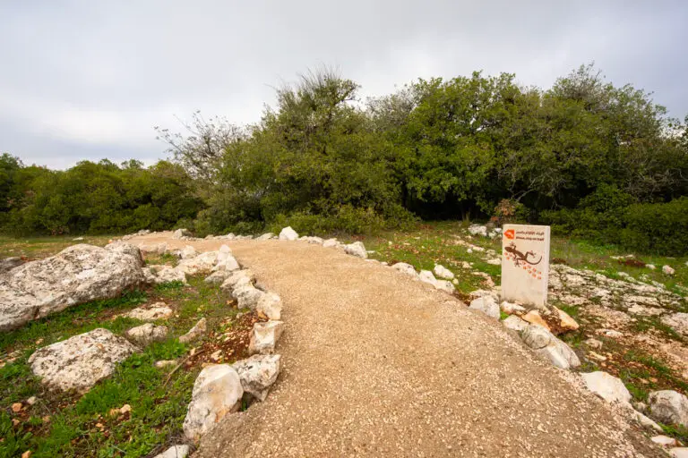 Roe Deer Trail