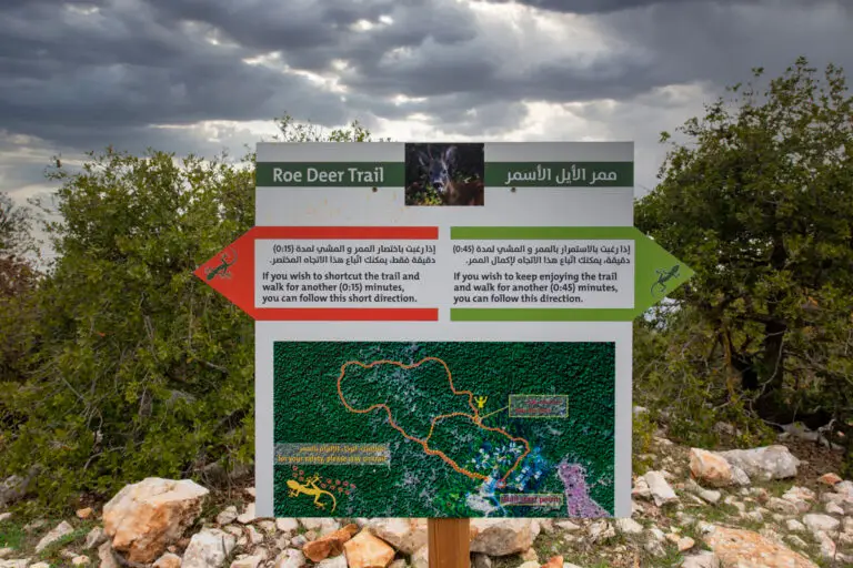 Roe Deer Trail