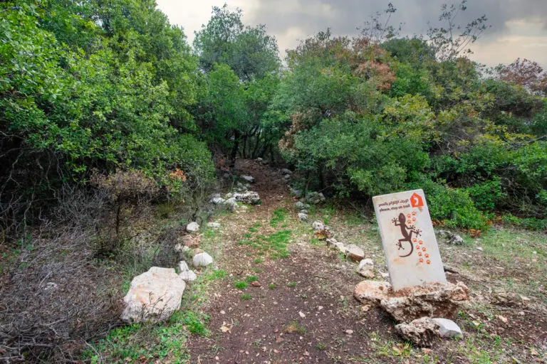 Roe Deer Trail