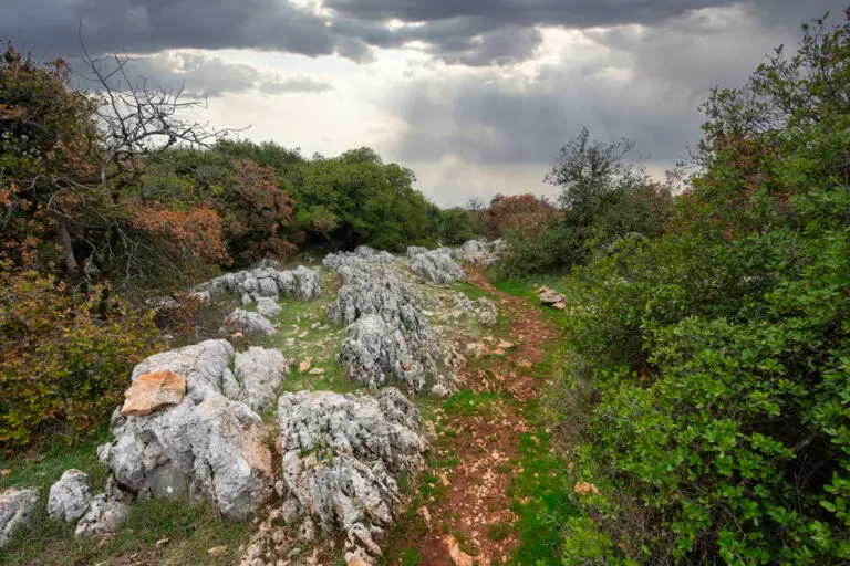 Roe Deer Trail