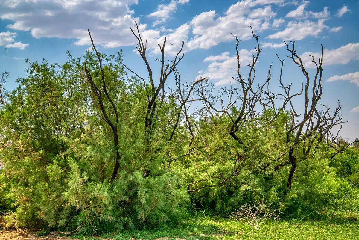 Azraq Wetland Reserve, Jordan