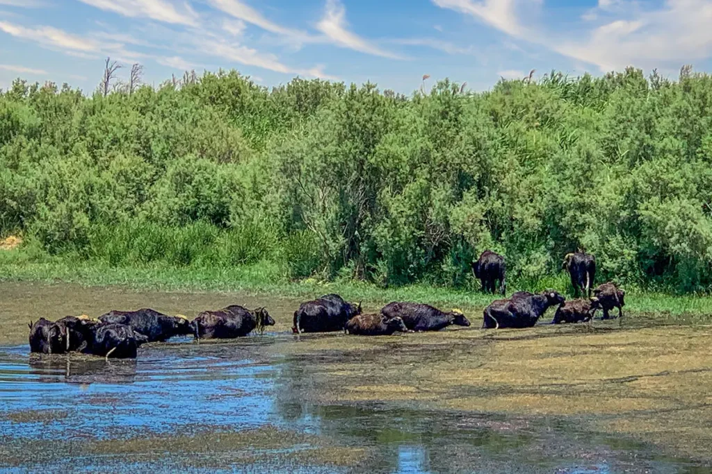 Water buffalo in a pool at the Azraq Wetland Reserve
