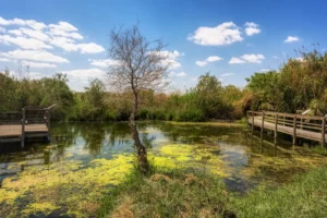 The Marsh Trail beside a pool, Azraq Wetland Reserve, Jordan