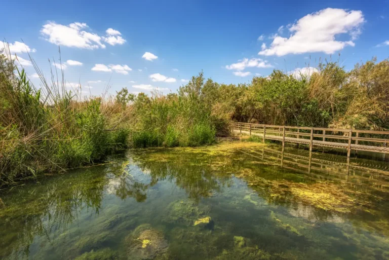 Clear water in the marsh, Azraq Wetland Reserve, Jordan