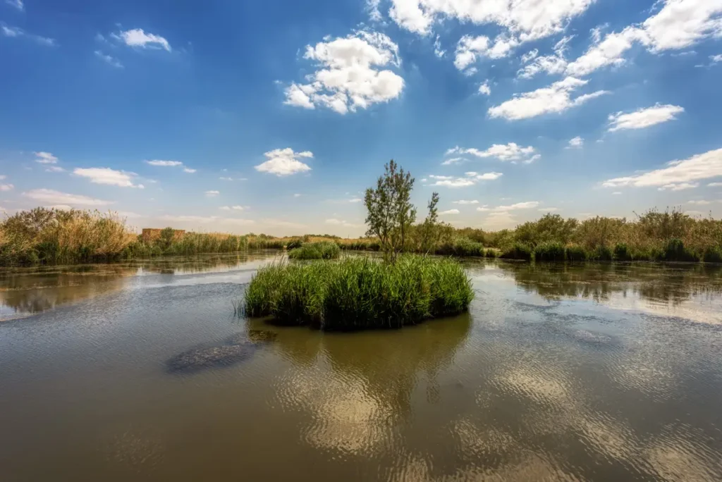 A pool with a reed island at the Azraq Wetland Reserve