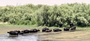 Water Buffaloes Thrive at Azraq Wetland Reserve, Boosting Ecosystem Restoration