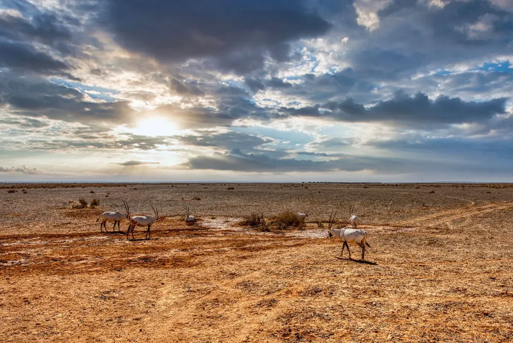 Arabian oryx on the plain, Shaumari Wildlife Reserve, Jordan